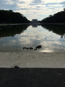 Reflecting Pool and Lincoln Memorial. Duck Family. Sunset.